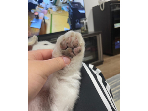 ☆モデル犬卒業後、里親さん宅での様子☆